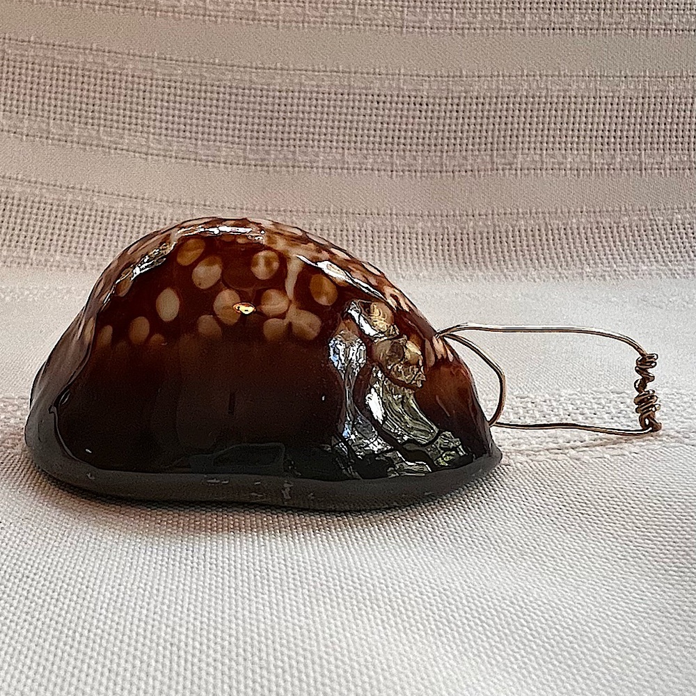 Humpback Cowry Cowrie Shell Gold Wire Bail EUC - Picture 7 of 13